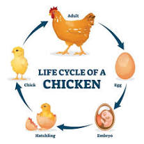 chicken-life-cycle